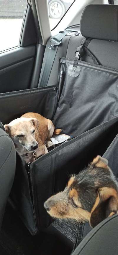 FOTOCHALLENGE 70 - Dein Hund im Auto-Beitrag-Bild