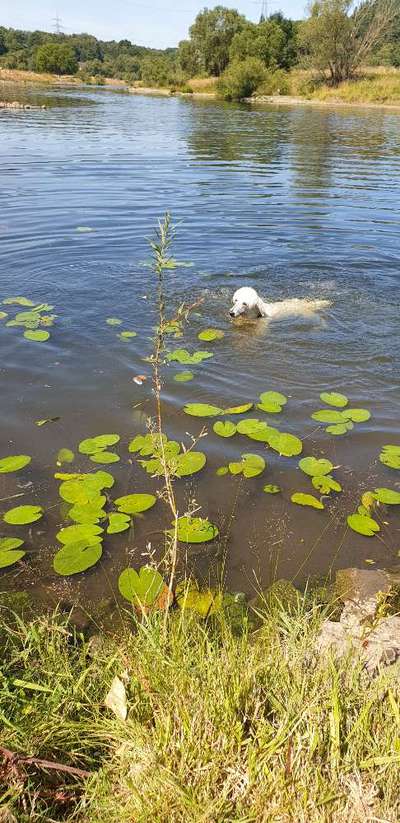 Hundeschwimmen-Beitrag-Bild