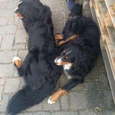Hundetreffen-Spielgefährte limbach-Bild