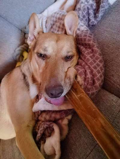 Dogorama Photo Challenge - Hundeblick zum hinschmelzen-Beitrag-Bild