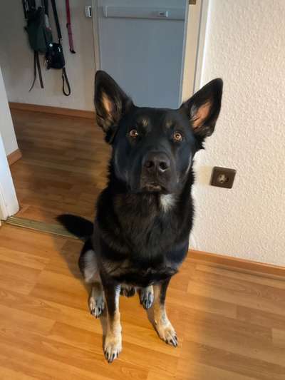 Alles rund um den Schäferhund, diskutieren erwünscht.-Beitrag-Bild