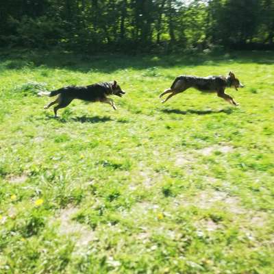 Hundetreffen-Junghunde Treff-Bild