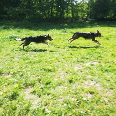 Hundetreffen-Junghunde Treff-Bild