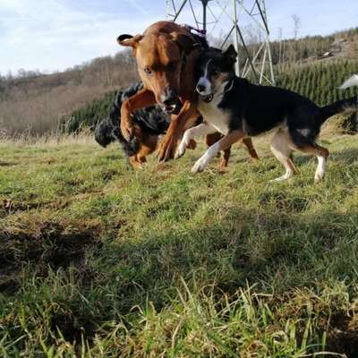 Hundetreffen-Spielrunde, Gassi gehen-Bild