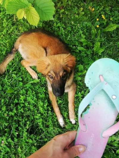 Die Dogorama Kalender Challenge 4/4-Beitrag-Bild