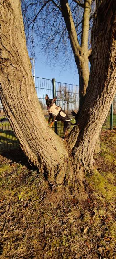 Hundetreffen-Gassi & Spielgefährten-Bild