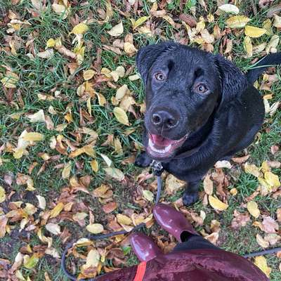 Hundetreffen-Junghunde Training-Bild