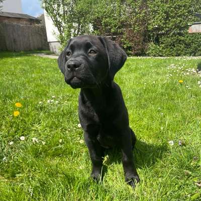 Hundetreffen-Welpentreffen-Bild