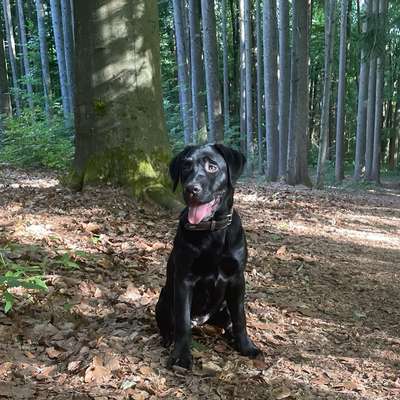 Hundetreffen-Junghunde Training-Bild