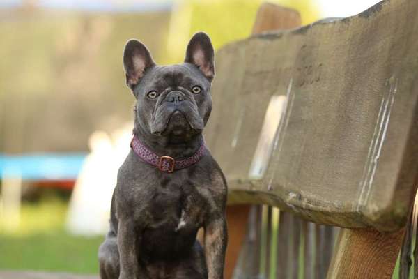 Französische Bulldoggen-Beitrag-Bild