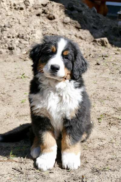 Welpen Bilder !-Beitrag-Bild