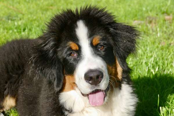 Berner Sennen-Beitrag-Bild