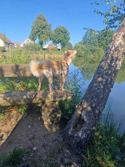 Hundetreffen-Freunde zum Spielen und Gassi finden-Bild