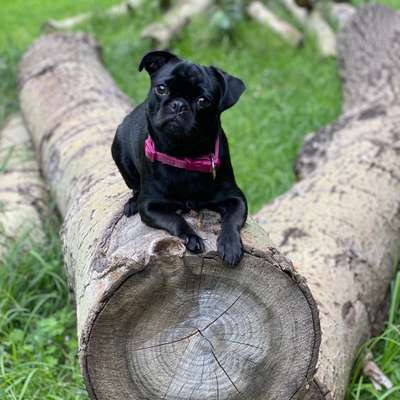 Hundetreffen-gemeinsames Gassi gehen