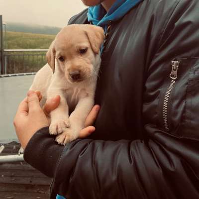 Hundetreffen-Pfottentreff auf ein paar Gassirunden 🐾-Bild