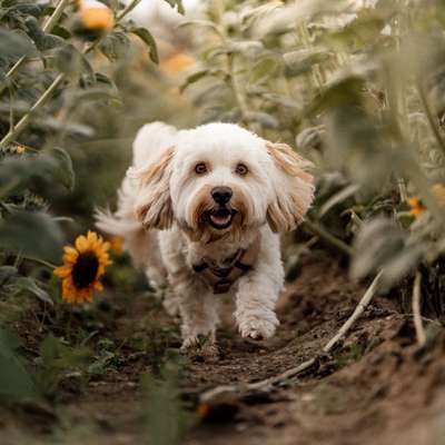 Hundetreffen-Gemeinsame Gassirunden-Bild