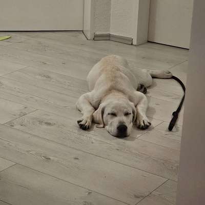 Hundetreffen-Spiel und Gassifeunde gesucht-Bild