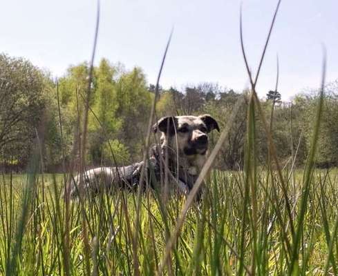 Die Dogorama Monats Challenge "Es grünt und blüht"-Beitrag-Bild