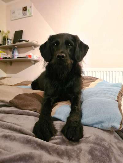 Labradorfans-Beitrag-Bild