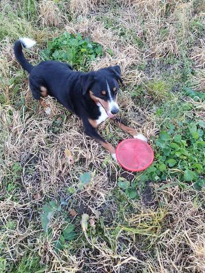 Appenzeller Sennenhunde-Beitrag-Bild