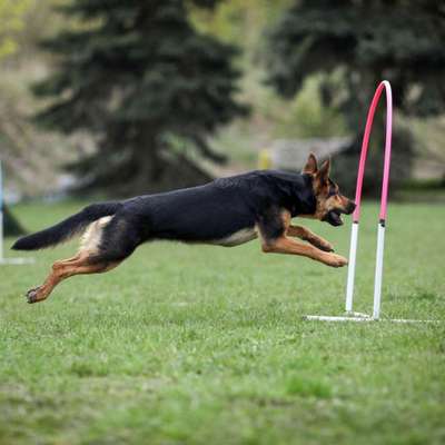 Giftköder-Hundetraining-Bild