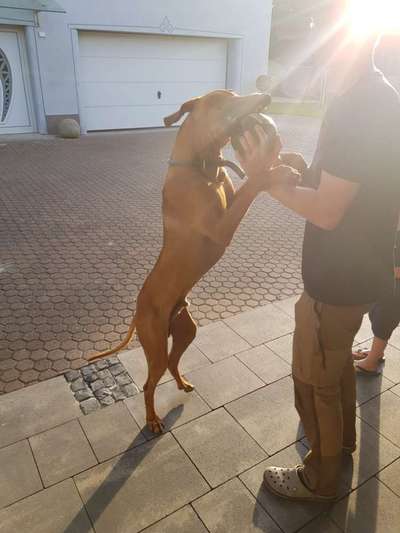 Rhodesian Ridgeback-Beitrag-Bild
