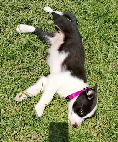 Die Dogorama Monats Challenge "Es grünt und blüht"-Beitrag-Bild