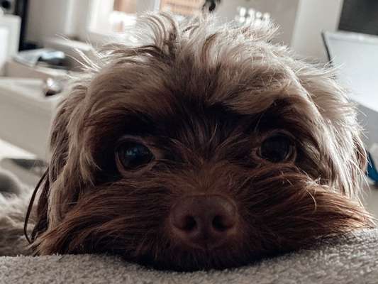 CHALLENGE NR. 19 - Der Hundeblick-Beitrag-Bild