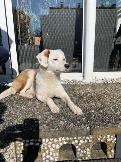 Mischlinge raten - Rätselspaß-Beitrag-Bild