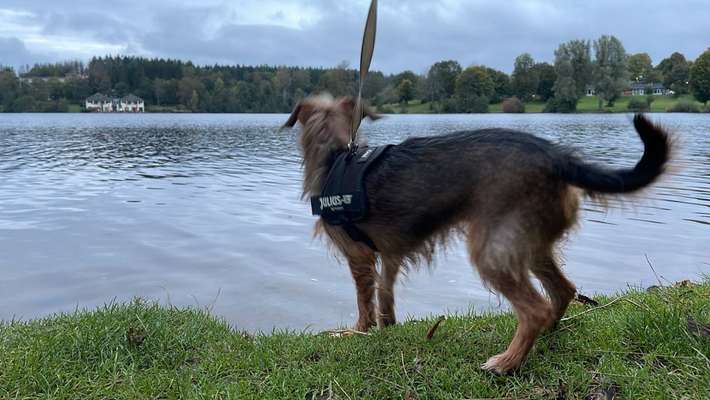 Hund abgegeben, weil Urlaub anstand? Leider kein Witz 😳-Beitrag-Bild