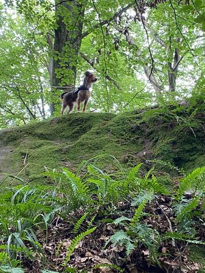 Hund abgegeben, weil Urlaub anstand? Leider kein Witz 😳-Beitrag-Bild