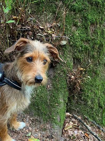 Hund abgegeben, weil Urlaub anstand? Leider kein Witz 😳-Beitrag-Bild