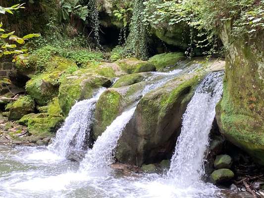 Hund abgegeben, weil Urlaub anstand? Leider kein Witz 😳-Beitrag-Bild