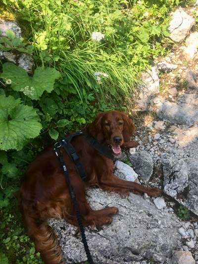 Englisch Setter?-Beitrag-Bild