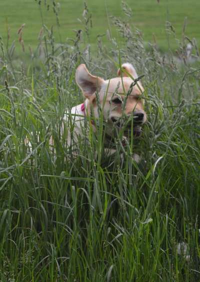 Dogorama Photo Challenge - Hundeblick zum hinschmelzen-Beitrag-Bild