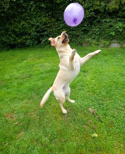 Dogorama Photo Challenge - Lieblingsspielzeug!-Beitrag-Bild