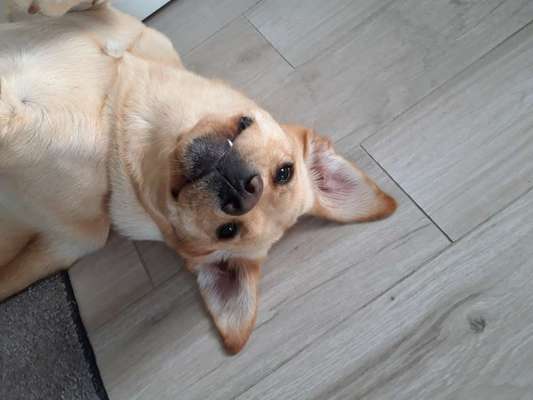 Labradorfans-Beitrag-Bild