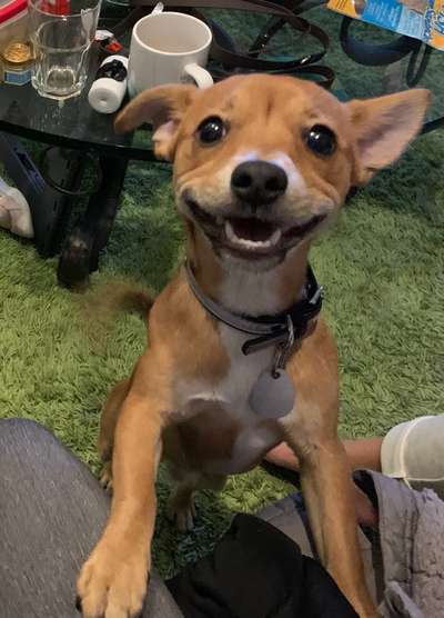 Sih Tschu-Beitrag-Bild