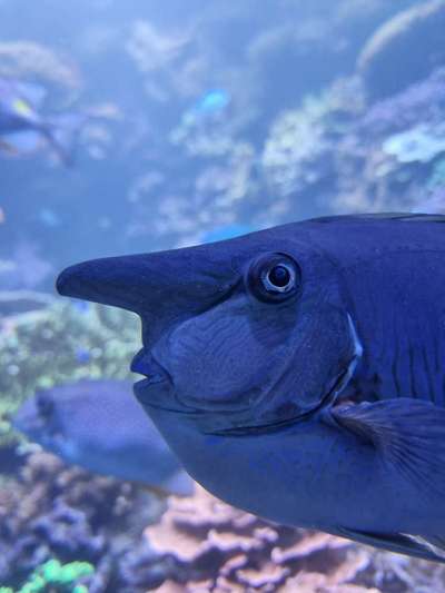 Alles rund um den Pudel-Beitrag-Bild