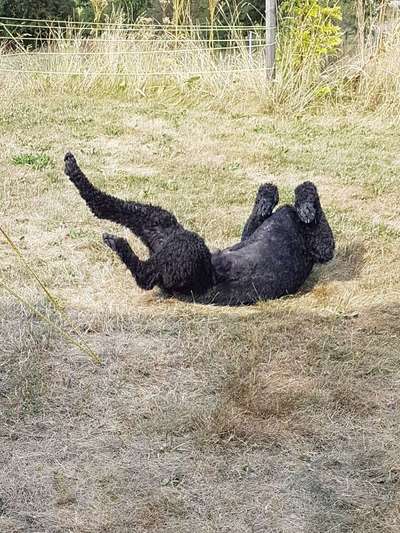 Alles rund um den Pudel-Beitrag-Bild