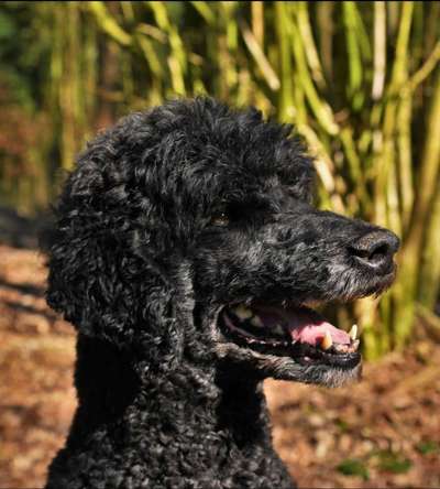 Zeigt her eure Pudel und Pudelmischlinge (:-Beitrag-Bild