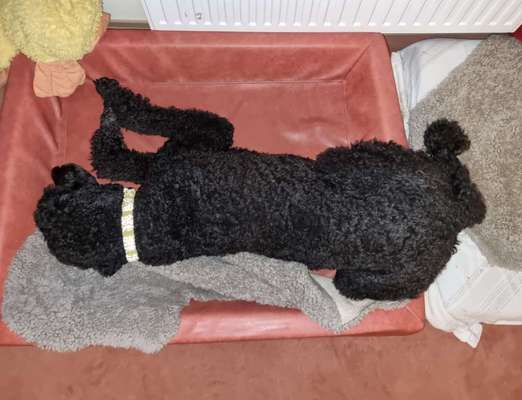 Alles rund um den Pudel-Beitrag-Bild