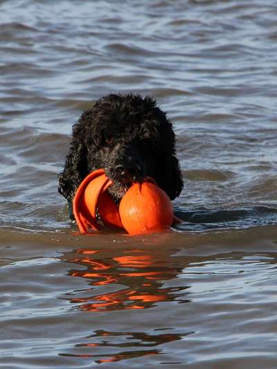 Alles rund um den Pudel-Beitrag-Bild