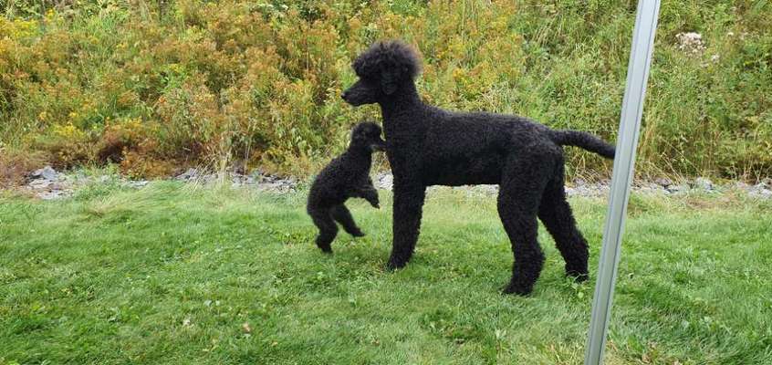 Alles rund um den Pudel-Beitrag-Bild