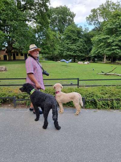 Alles rund um den Pudel-Beitrag-Bild