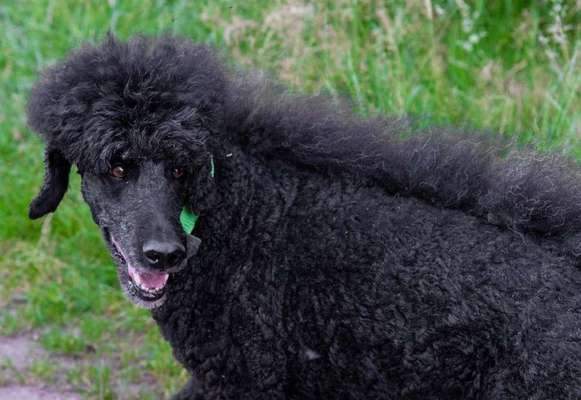 Alles rund um den Pudel-Beitrag-Bild