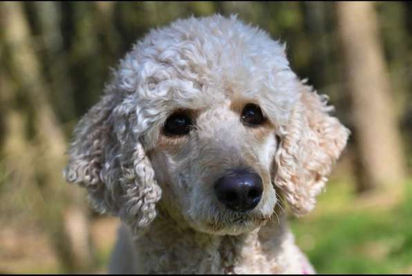 Zeigt her eure Pudel und Pudelmischlinge (:-Beitrag-Bild