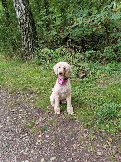 Alles rund um den Pudel-Beitrag-Bild