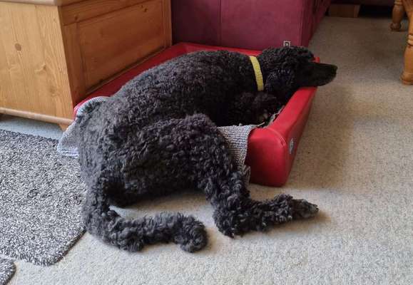 Alles rund um den Pudel-Beitrag-Bild