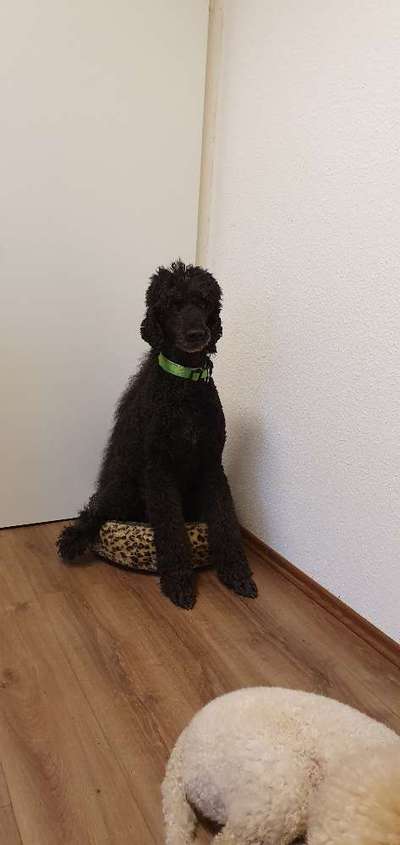 Alles rund um den Pudel-Beitrag-Bild